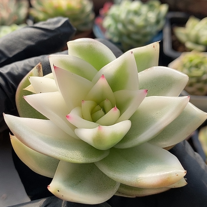 雪白玛丽亚宽锦多肉植物