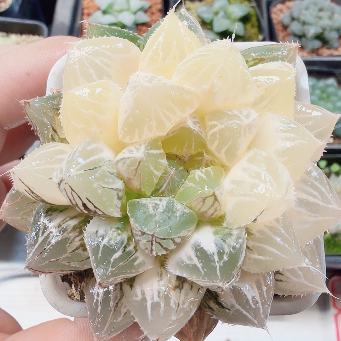 十二卷福利楼兰锦新叶糊班