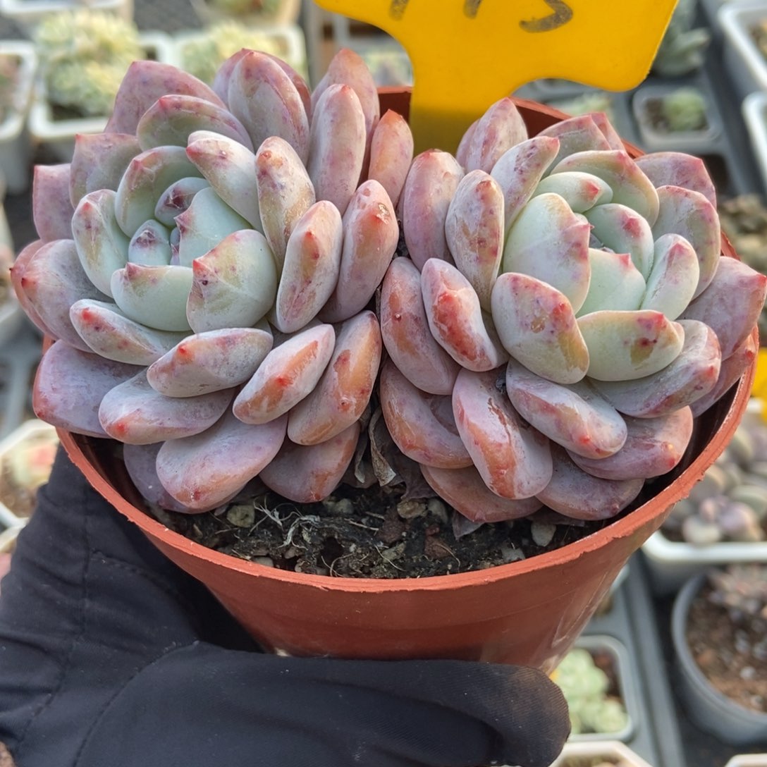 715橙子多肉植物多肉