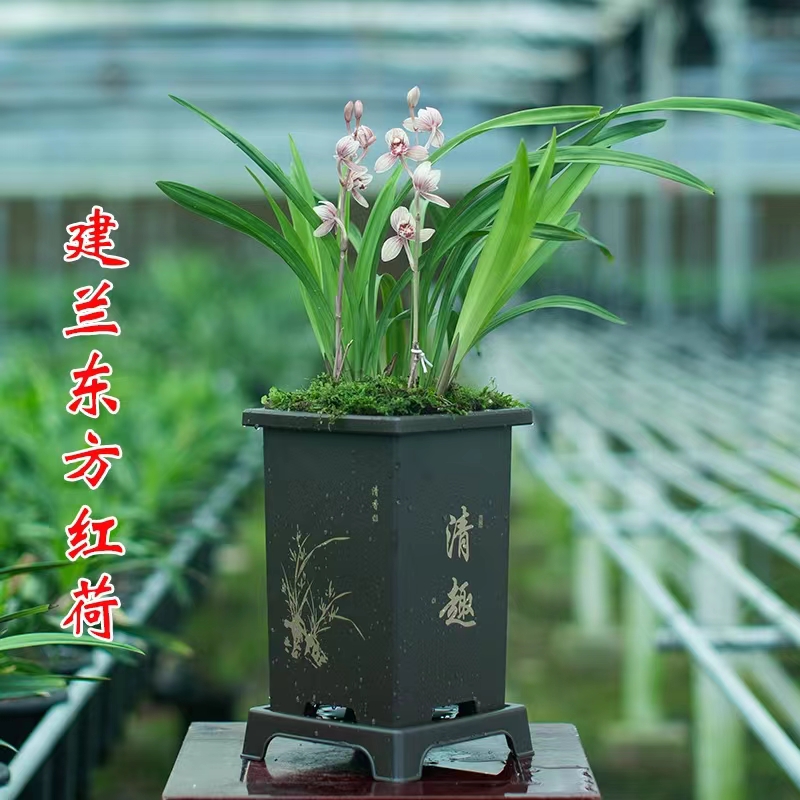 建兰特金奖粉红色荷瓣花东方红荷室内阳台庭院浓香型兰花盆栽