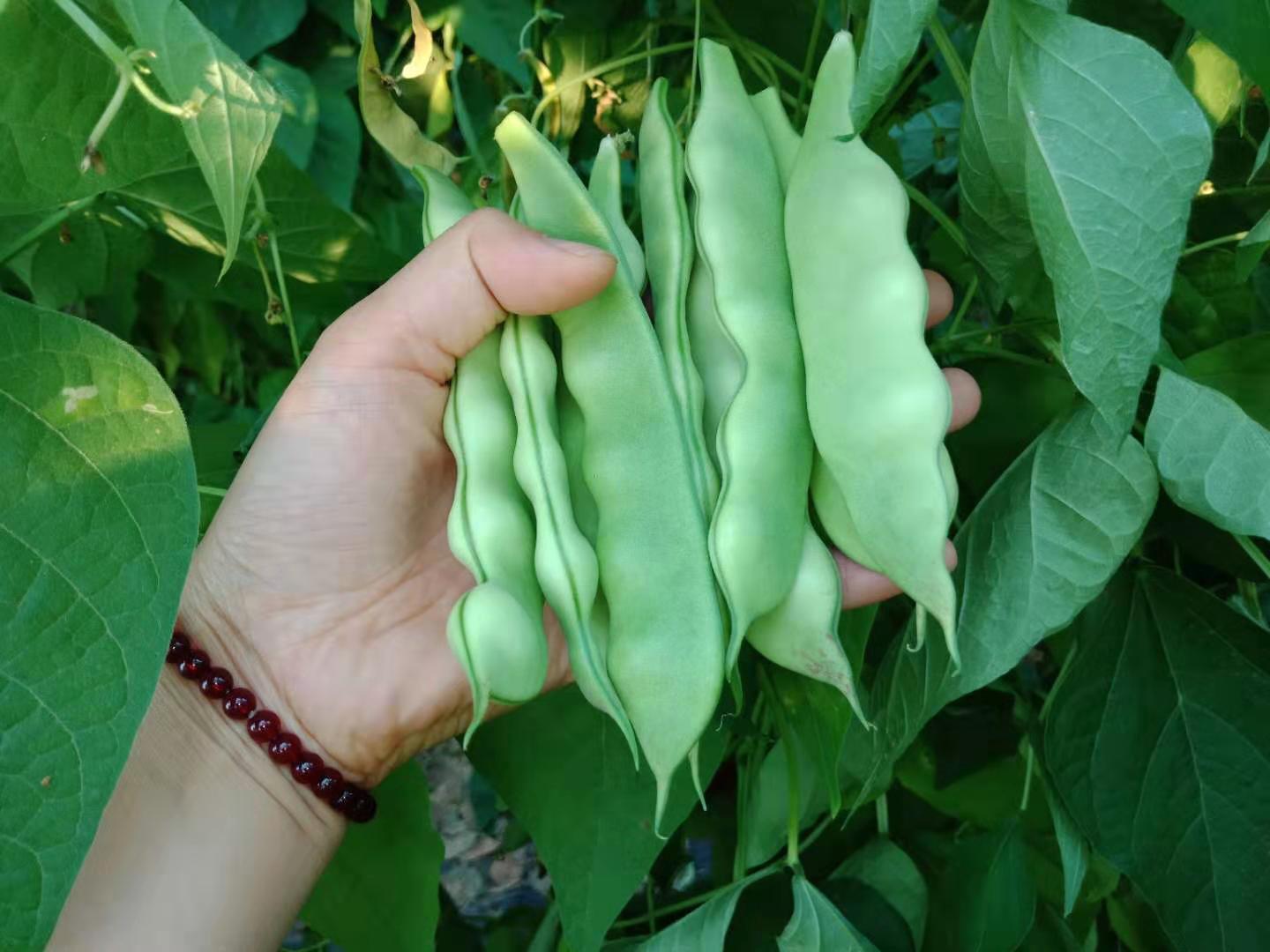 正宗东北油豆角大油豆农家笨油豆角新鲜蔬菜开锅烂无筋豆角