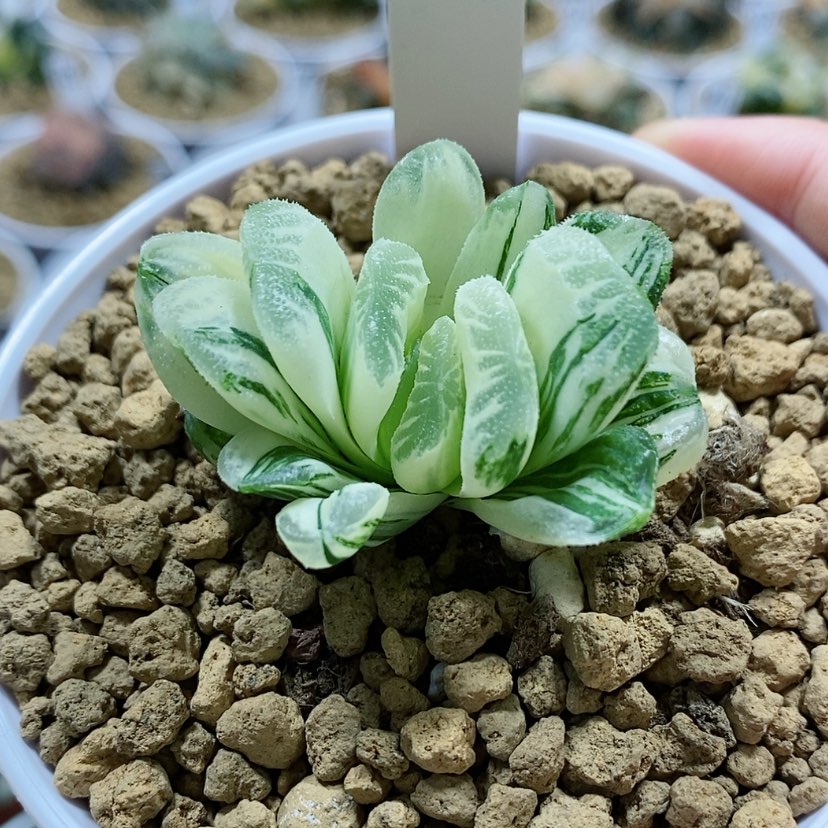 【闪购商品】137糊斑绿玉扇锦