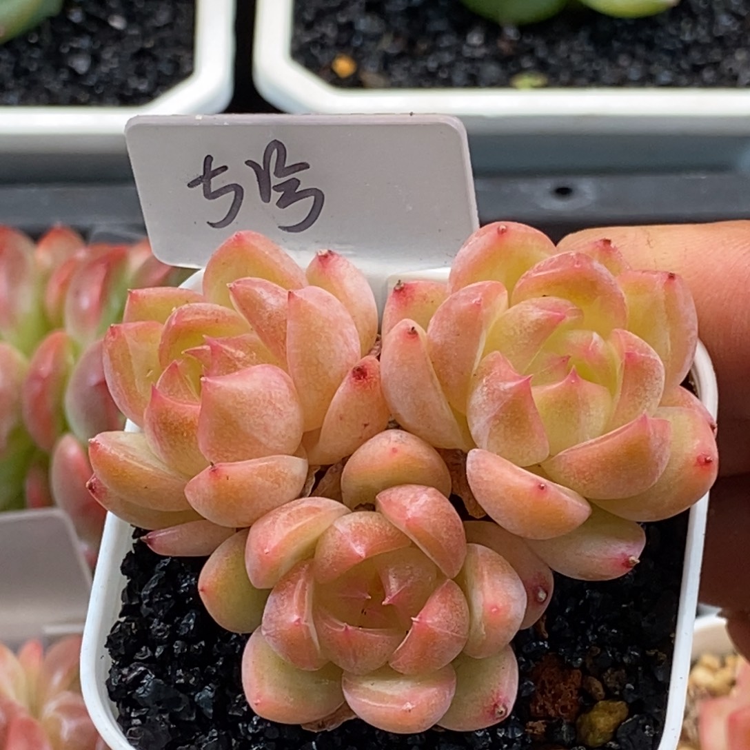 天官赐福百无禁忌