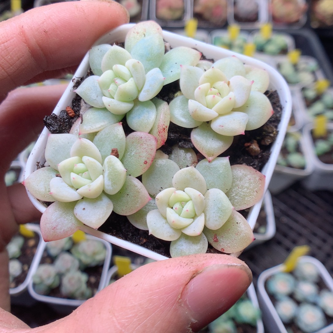 无花朵云间4颗yyyy