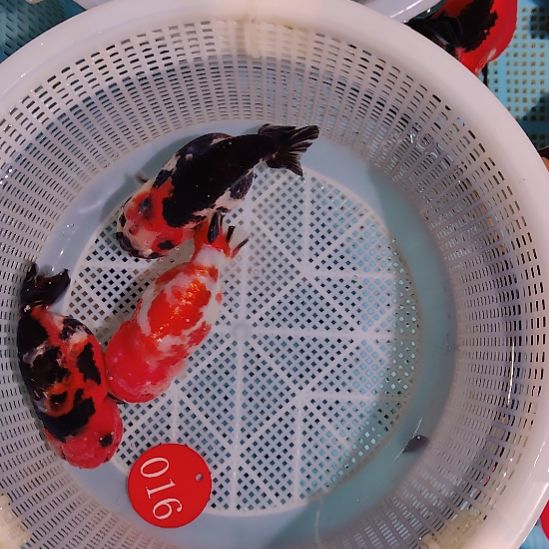 金鱼016兰寿三只特价顺丰包邮