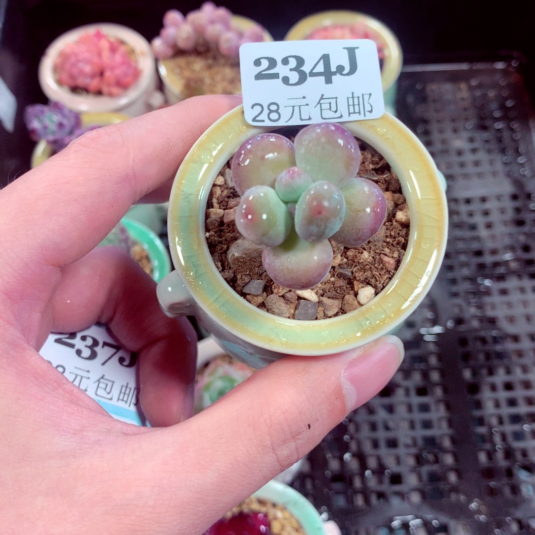5厘米盆精控多肉234
