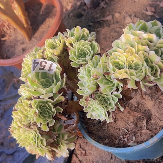 跳***跳多肉植物一个绿豆沙