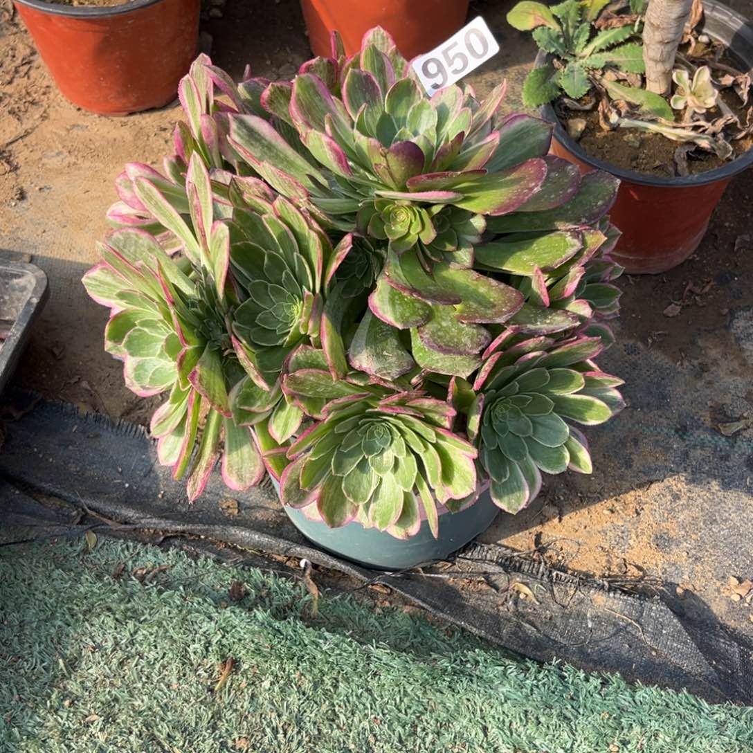 950万彩灯多肉植物