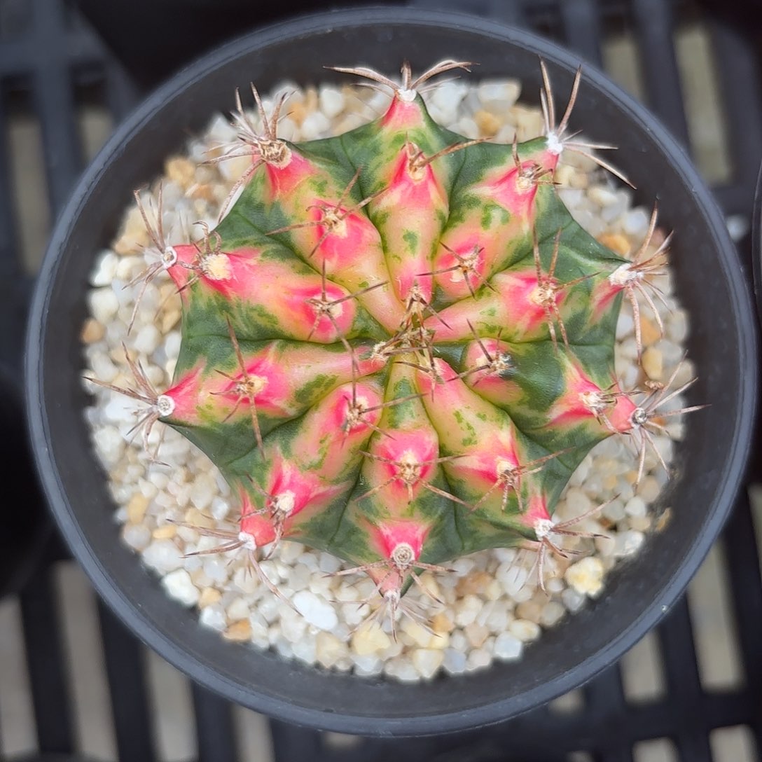 Z826-1104泰国米哈镜海