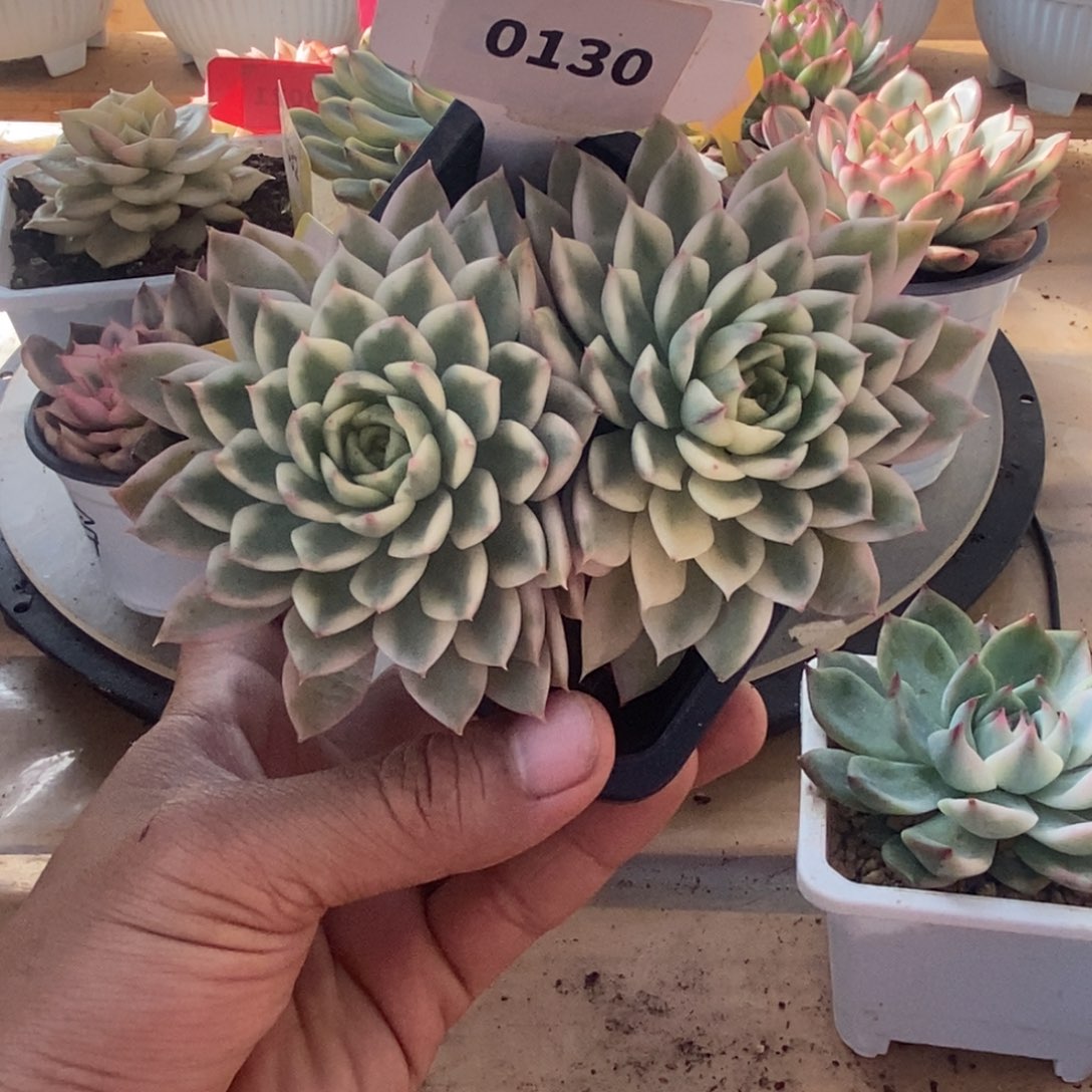 130长岛冰茶哈哈哈哈