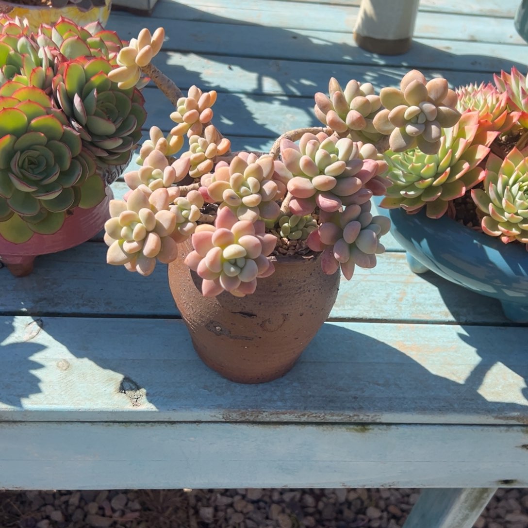 咿***呀洛神多肉植物脱土