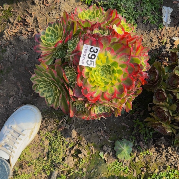 海王花27-14包邮花花