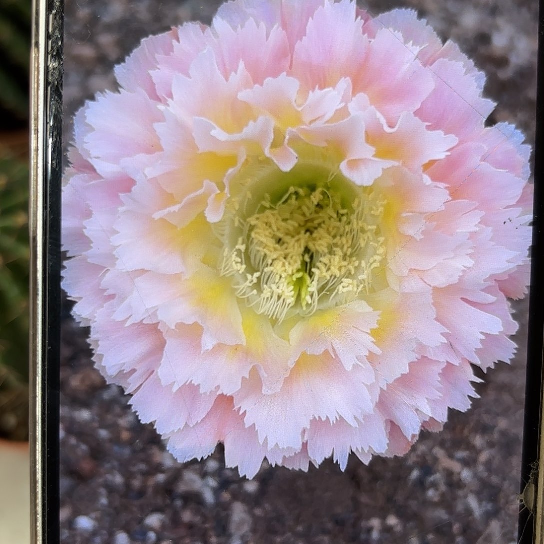 彩草颜如玉7.5公分左右