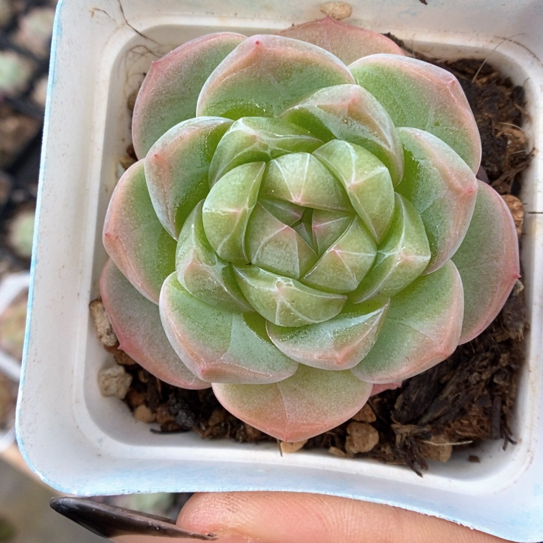 钻心珍妮874号。    