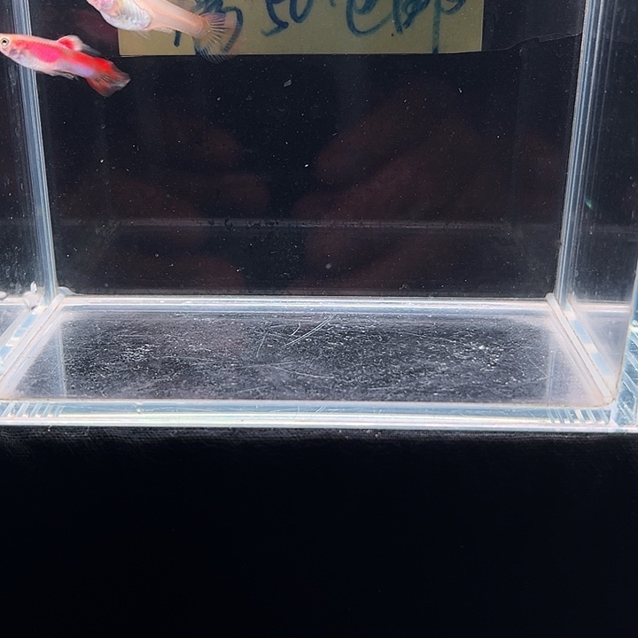 孔雀鱼火炬茅尾孔雀鱼