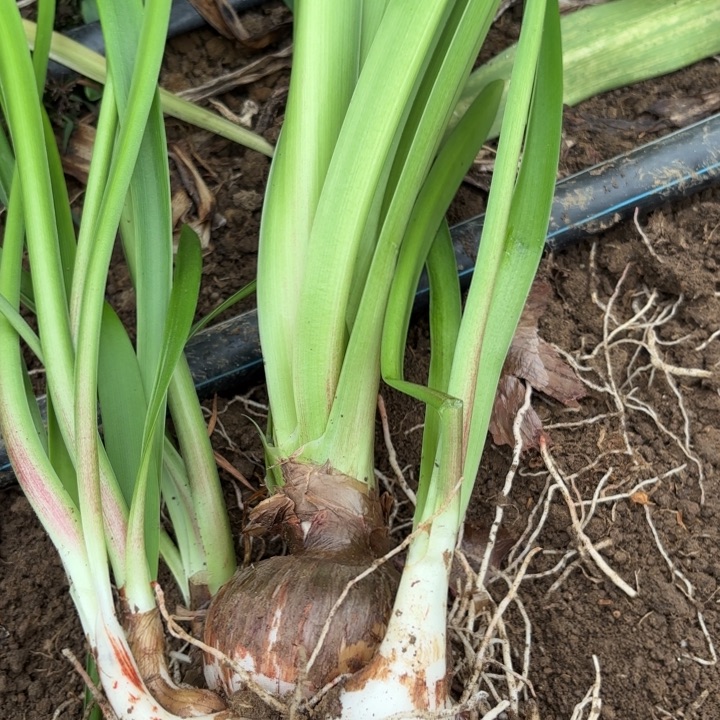 无花朵气质美女包对版