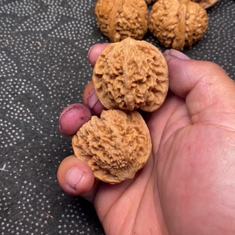 文玩核桃把件满天星5.5