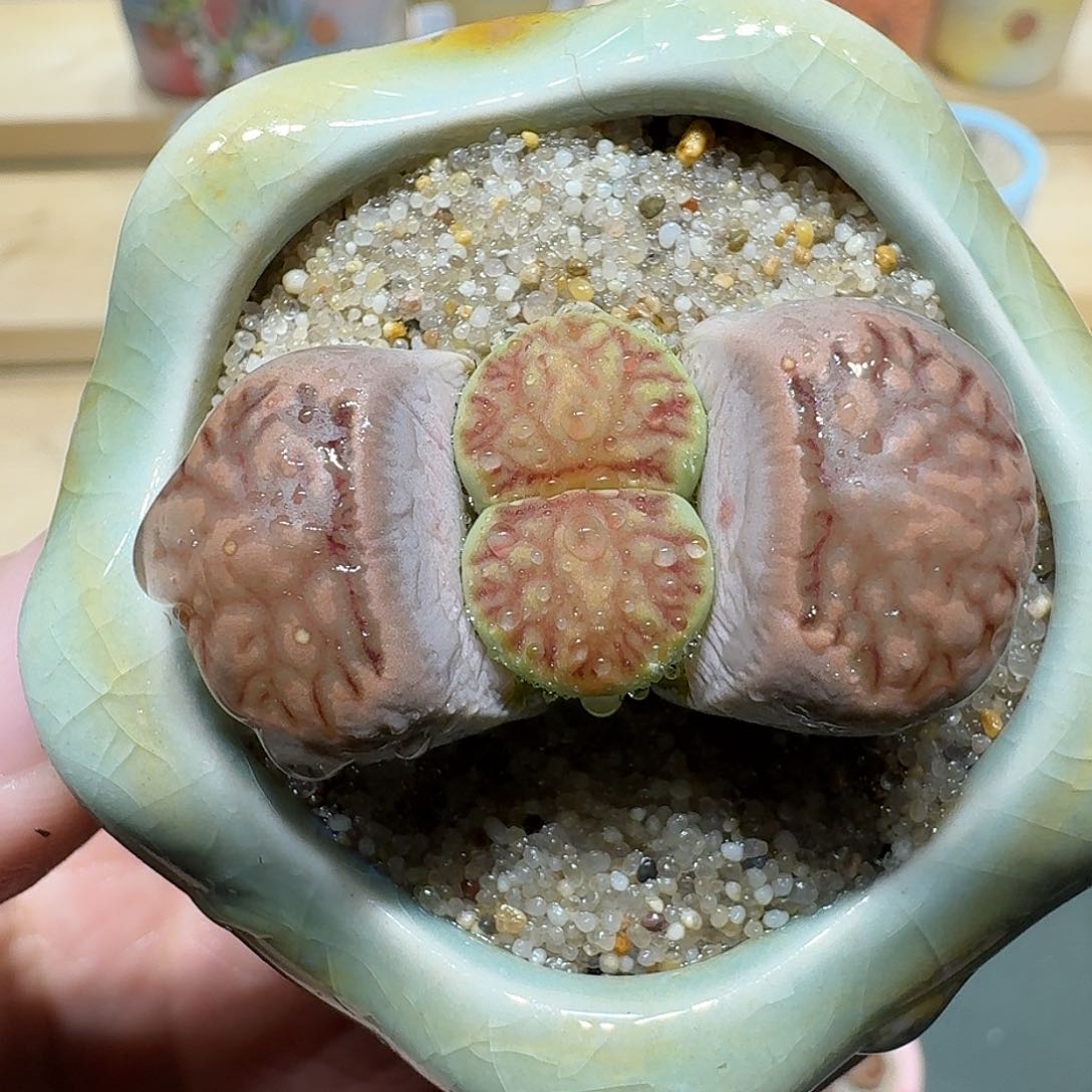 红陶蘑菇901菊纹章