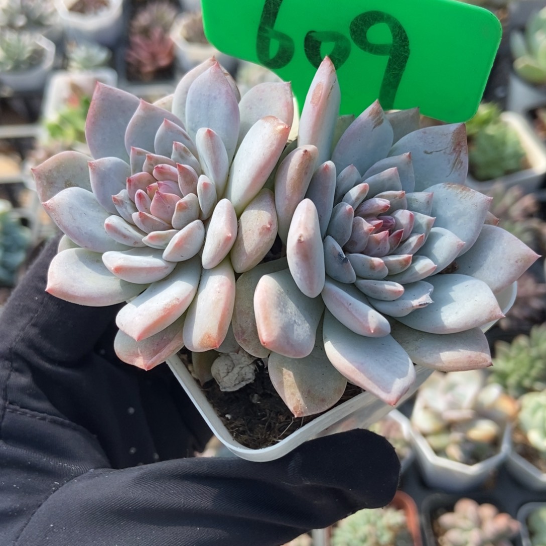 609玉芙蓉多肉植物