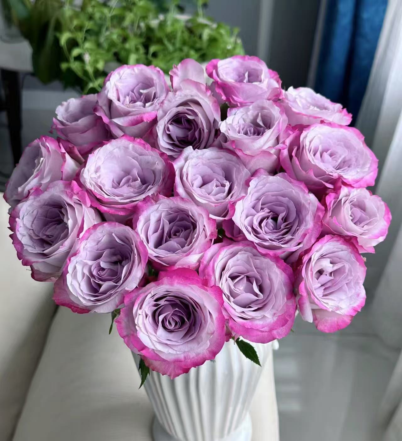 【气场玫瑰】云南直发同地址两单及以上顺丰/德邦空运+送10包保鲜剂