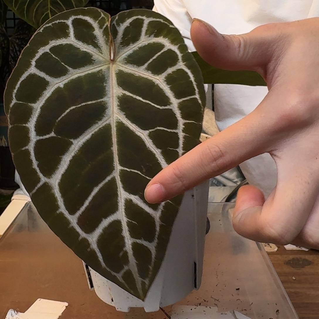 完全开放I73银骑士杂哪吒