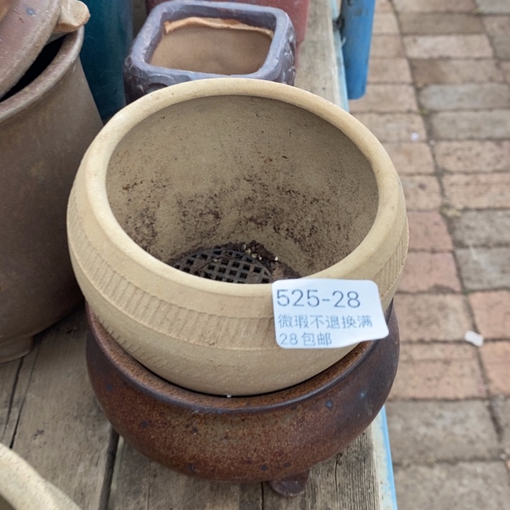 28号多肉口径8小可爱