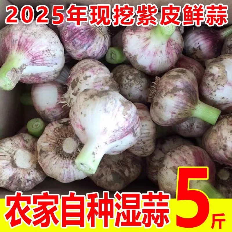 【鲜蒜头】新大蒜湿蒜现挖现发5斤头茬大蒜紫白皮大蒜糖醋蒜泡蒜嫩