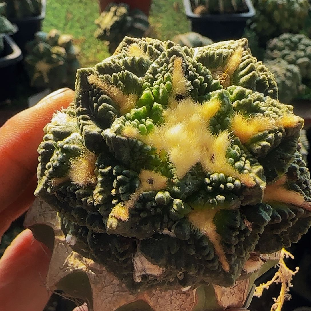 龟甲牡丹367仙人球