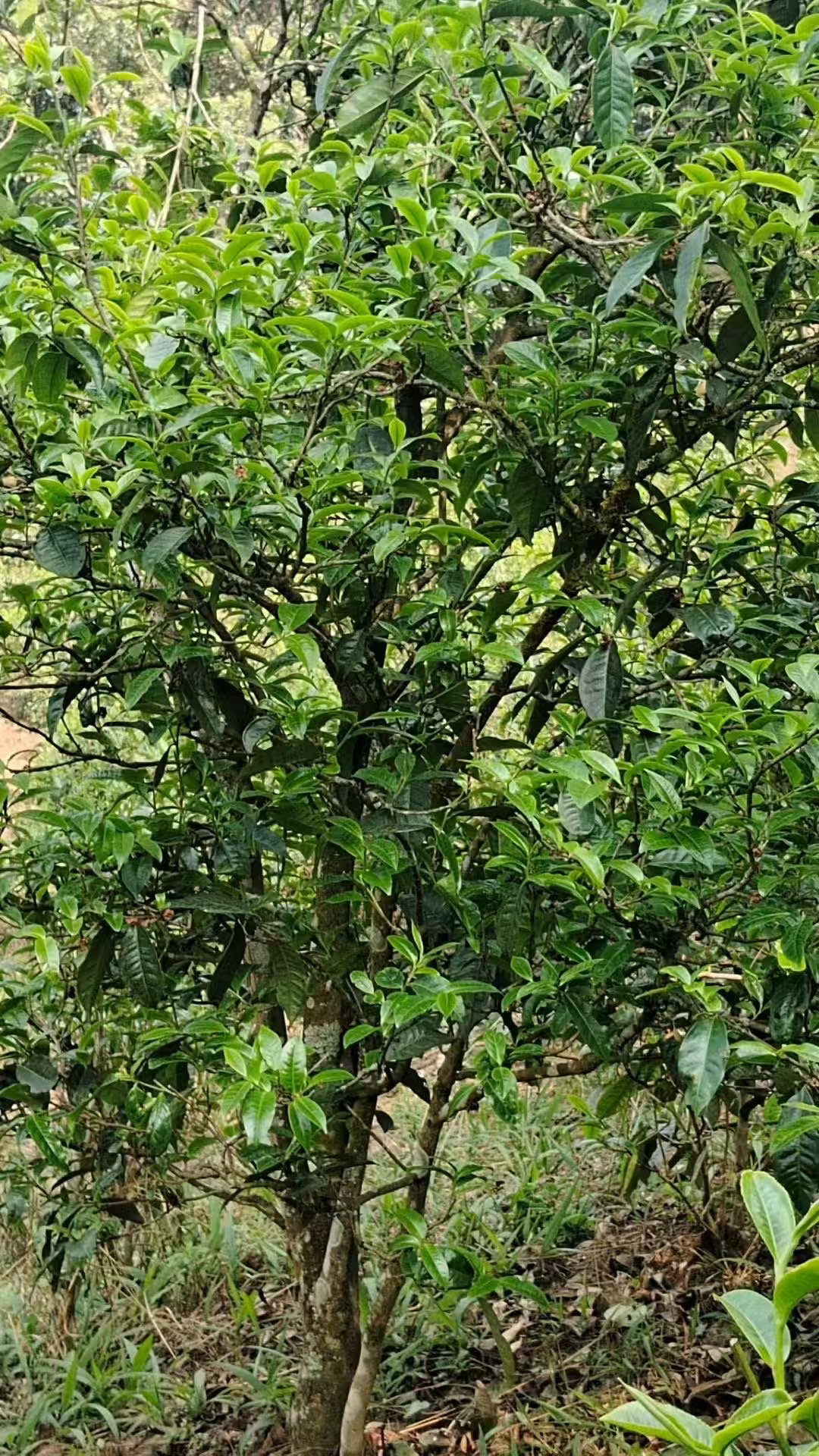 2025年大户赛老树头春255g袋装