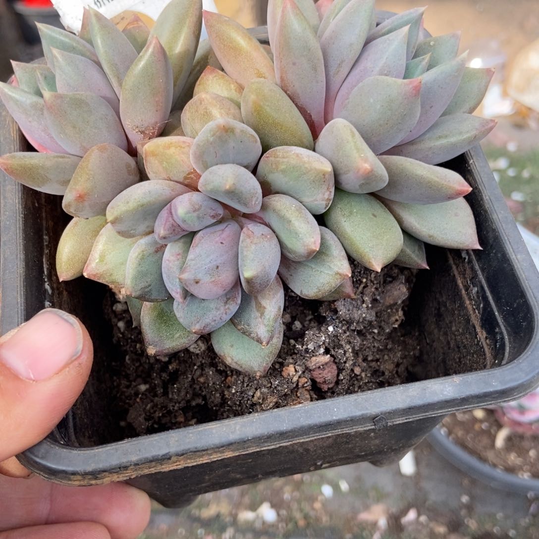 红象牙石化多肉植物830