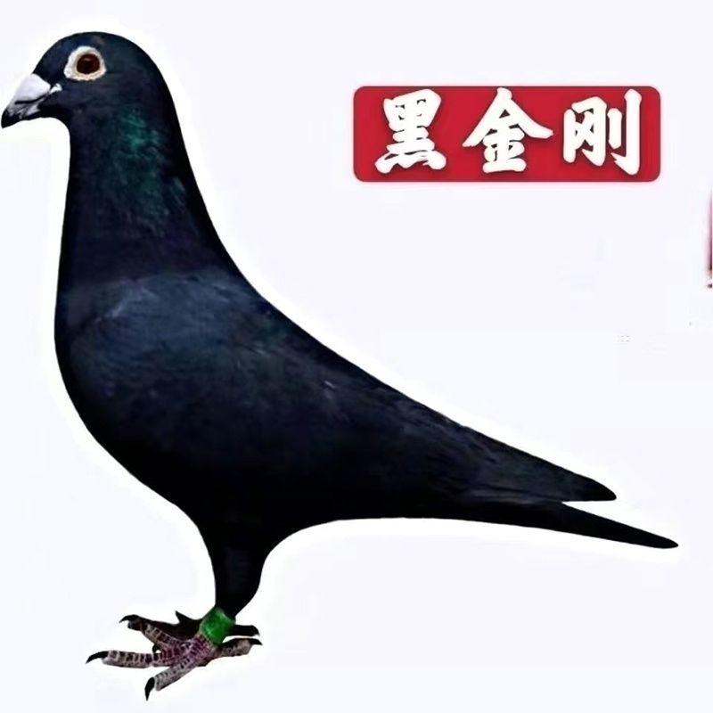 成绩鸽，信鸽，赛鸽，原环种鸽