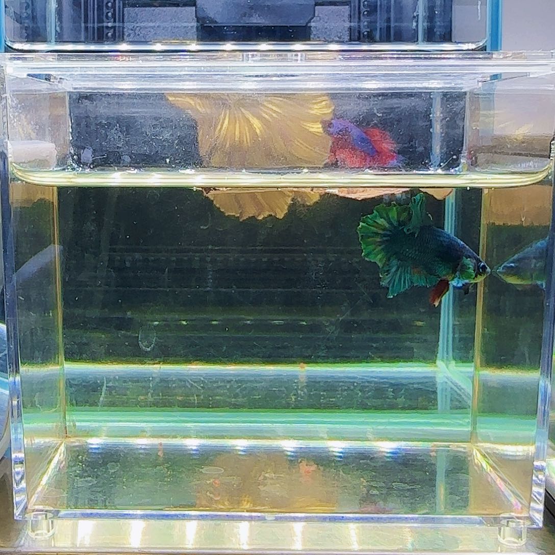 斗鱼活体观赏鱼好养耐活