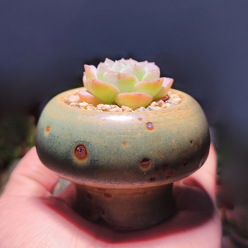 景德镇拇指蘑菇盆铁质泥复古粗陶透气盆麦控型控养桌面绿植小花盆