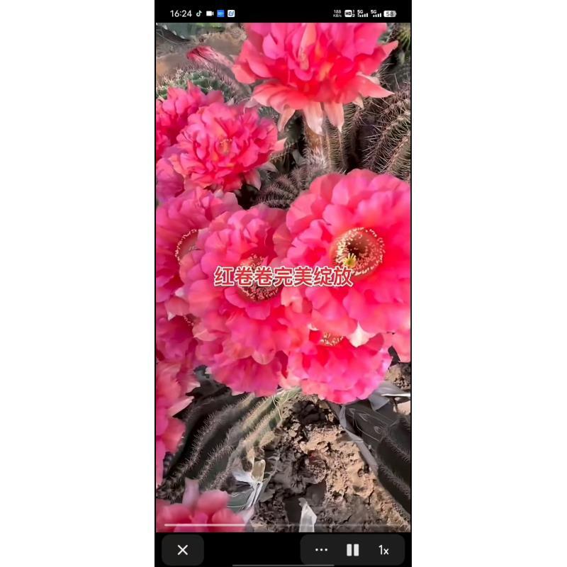 自根cc241彩草，尺寸以直播间为准，环境不同开花不同介意勿拍