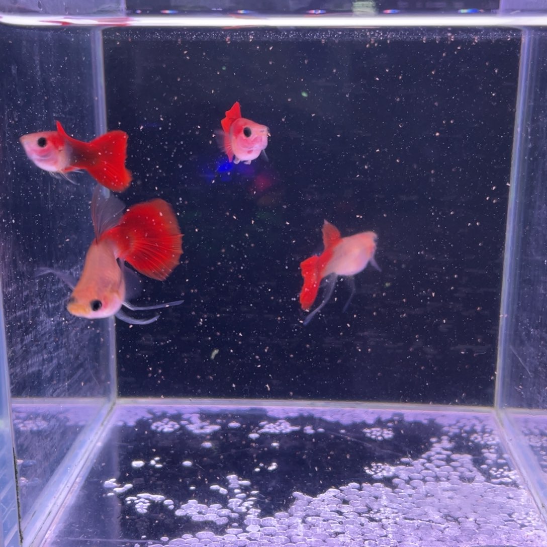 孔雀鱼红礼服玻璃猫C2对