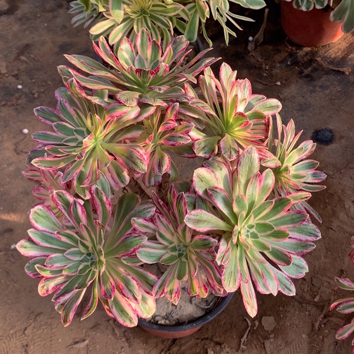 ｖ锦锦群老桩-1多肉