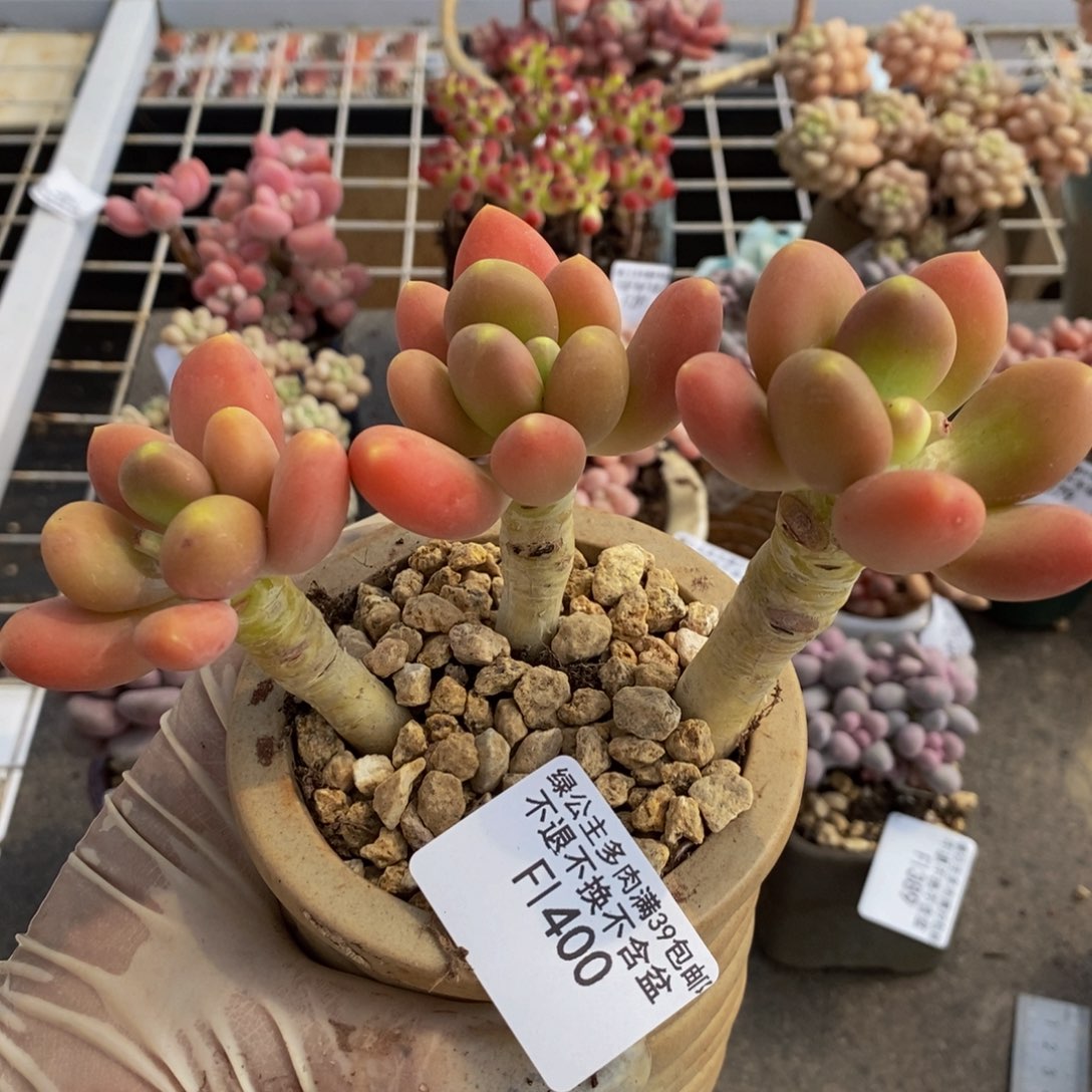 金蟾400/10cmd多肉