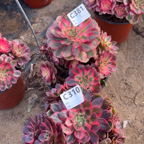 多肉植物倾成黑魔锦