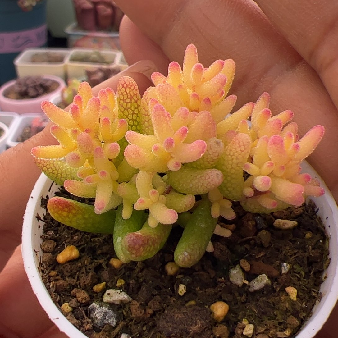 多肉植物枝干真飞机猪