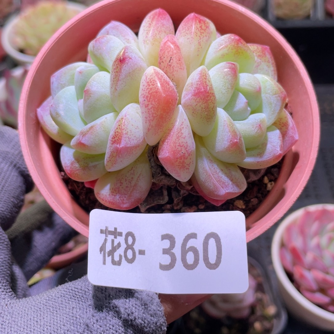 花利美8-360冰玉  