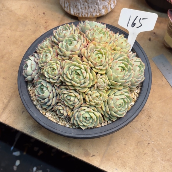 多肉植物，笨吧蒂斯165号