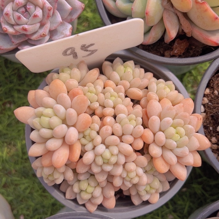 健健康康平平安安