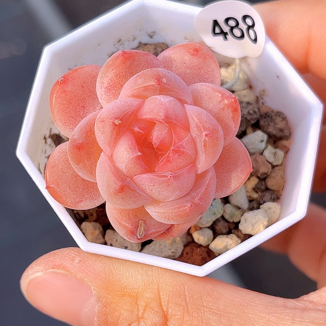 488 新品珍妮   满18包邮 