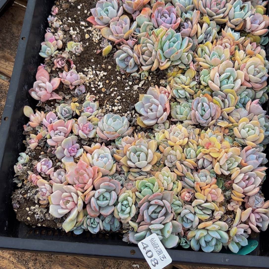 梦***子408夫人的生日礼物是我的生日