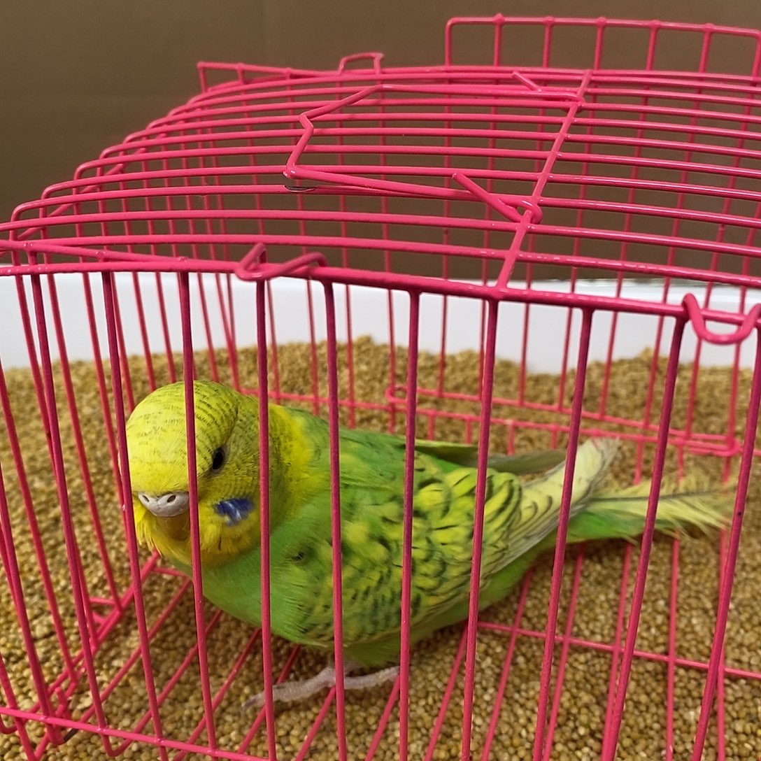 虎皮鹦鹉大头虎皮