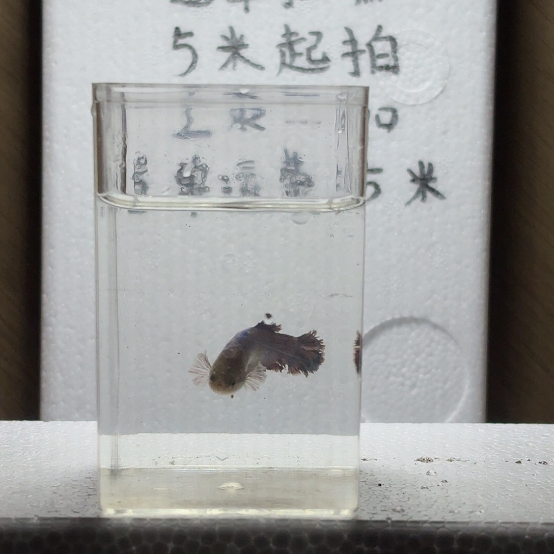 海水鱼鱼万泽水族