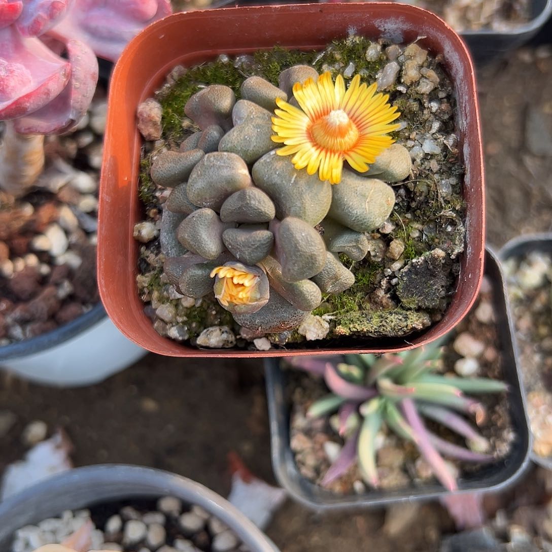 多肉植物块根炖肉