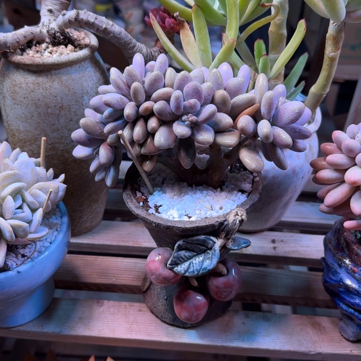 桃蛋朵朵缀多肉植物du he zhi nv xu