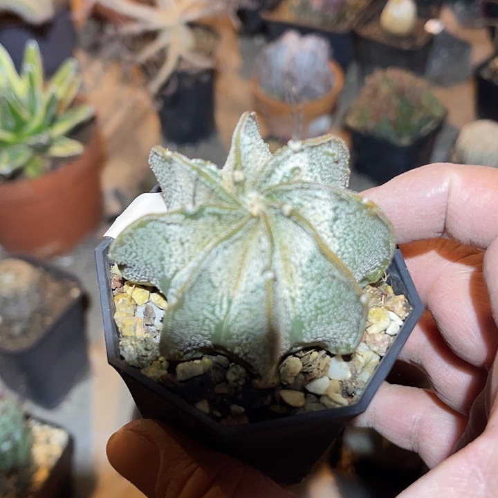 满38包邮2天凑单，脱土晾根发货多肉植物