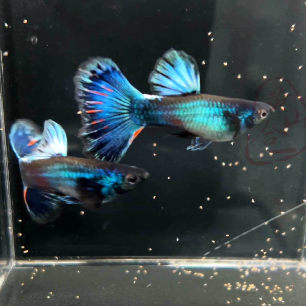 墨兰欧翼烟花尾孔雀鱼墨兰欧翼精品孔雀鱼纯种可视频挑鱼